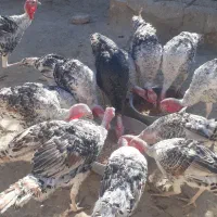 ۵۰عدد بقلمون جوانه محلی