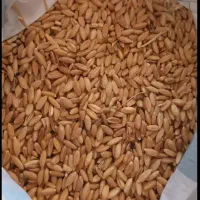 گندم
