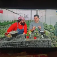تلویزیون Led آوکس ۳۲ اینچ Awox