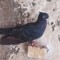 زاغ|پرنده|اهواز, کوی پیروزی|دیوار
