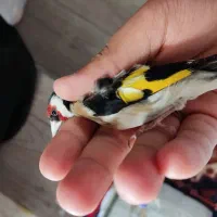 سهره و قناری