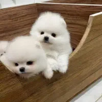 پامر سایز کوچیک سفید نر و ماده