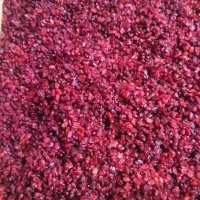 پخش زرشک یاقوت سرخ زیر قیمت بازار