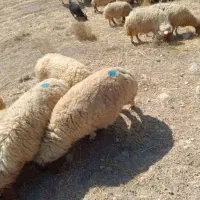 گوسفند وبره