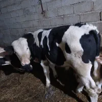 گوساله‌ نر سیمینتال