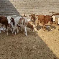 گاو ی گوساله نر در شادگان|حیوانات مزرعه|شادگان, |دیوار