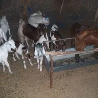 ۱۱بز و کهره پاکستانی بفروش میرسد|حیوانات مزرعه|جیرفت, |دیوار