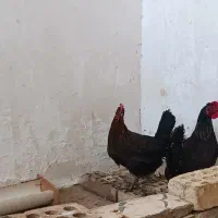 مرغ سیاه در حمیدیه|حیوانات مزرعه|اهواز, امانیه|دیوار