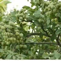 پیش فروش نهال های خوشه ای آغاز شد|خدمات باغبانی و درختکاری|شیراز, آزادگان|دیوار