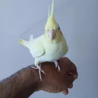 عروس هلندی|پرنده|خرمشهر, |دیوار