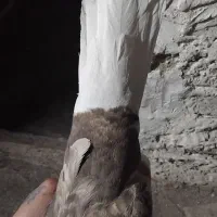 کفتر دم سفید ماده|پرنده|شهریار, شهرک بهاران (ویره)|دیوار