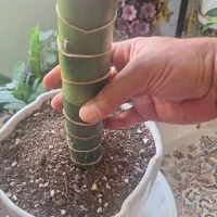 فروش دیفنباخیا بزرگ و سالم با گلدان|گل و گیاه طبیعی|تهران, آهنگران (سراسیاب دولاب)|دیوار