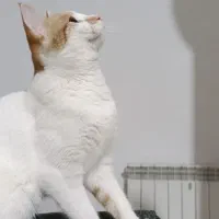 گمشده در خیابان درزاده، همراه مژدگانی