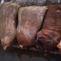 با سلام دوغ ترخینه تمیز وبهداشتی داخل مشک|خوردنی و آشامیدنی|گهواره, |دیوار