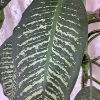 گول بزرگ با گلدان|گل و گیاه طبیعی|شاهرود, |دیوار