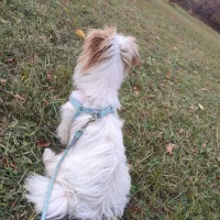 سگ خانگی نژاد ترییِر|سگ|سیلوانه, |دیوار