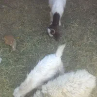 خاک گوسفند(بز وکهره)