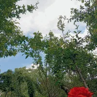 فروش یک قطعه حیاط مسکونی در شهر فیرورق