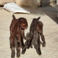 بزکامورایی دوقلوزا|حیوانات مزرعه|برخوار, |دیوار