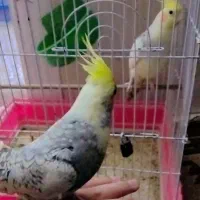 جفت مرغ عشق و عروس هلندی