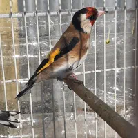 سهره معاوضه با قناری