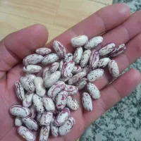 لوبیا چیتی لوکس و‌درجه یک|خوردنی و آشامیدنی|دهگلان, |دیوار