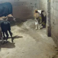 فروش چند راس مال گاو با گوساله تشک و تلم