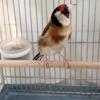 سهره جفتی|پرنده|قرچک, زیبا شهر|دیوار