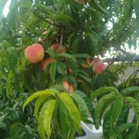 راهنمایی