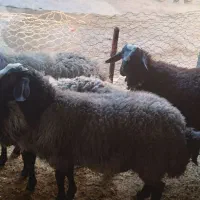 قوچ شال|حیوانات مزرعه|دینور, |دیوار