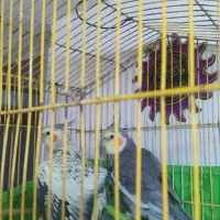 عروس هندی نر،مایه