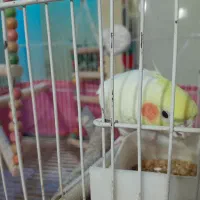 عروس هلندی لوتینو|پرنده|شیراز, معالیآباد|دیوار