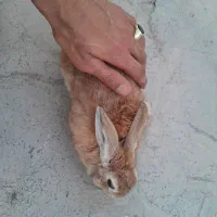 فروش خرگوش دستی