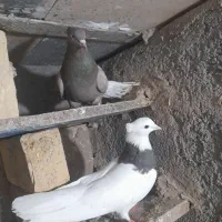 کفتر رنگی|پرنده|دشتابی, |دیوار