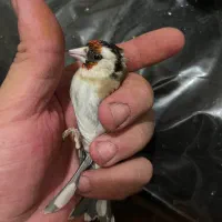 سره|پرنده|تهران, گمرک|دیوار