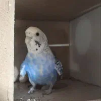 مرغ عشق|پرنده|بیرجند, |دیوار