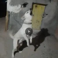 سگ باهوش