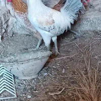 خروس نژاد براکل|حیوانات مزرعه|اردکان, |دیوار