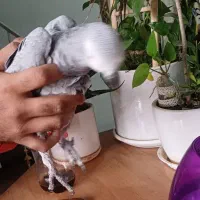 کاسکو پر صحبت باهوش درشت شاه تخم زیبا|پرنده|تهران, اسکندری|دیوار