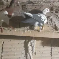 پلاکی نروماده