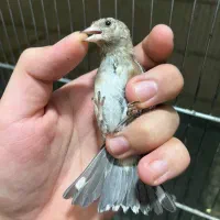 جوجه سهره نر برا منطقه زنجان