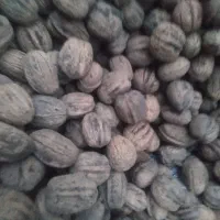 گردوی محلی پوست کاغذی
