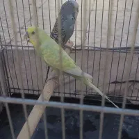 مرغ عشق انگلیسی و رینبو نر