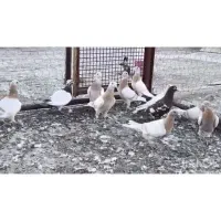 کبوتر|پرنده|شیراز, درکی|دیوار