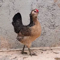 تخم نطفه‌دار گلین اصیل