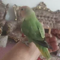 طوطی برزیلی|پرنده|مرند, |دیوار