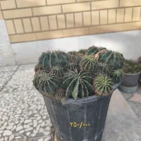 کاکتوس|گل و گیاه طبیعی|شیراز, کرونی(خاتونک)|دیوار