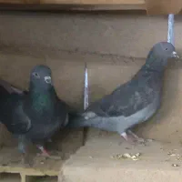پلاکی سیاه