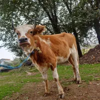 گوساله ماده اماده کل