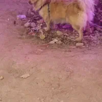 سگ پامرین|سگ|کرمانشاه, |دیوار